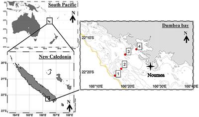 Dissolved Organic Matter Influences N2 Fixation in the New Caledonian Lagoon (Western Tropical South Pacific)